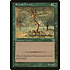 Magic: The Gathering Rowan Treefolk (184) Lightly Played