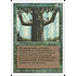 Magic: The Gathering Ironroot Treefolk (204) Lightly Played