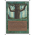 Magic: The Gathering Ironroot Treefolk (204) Moderately Played