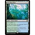 Magic: The Gathering Breeding Pool (251) Lightly Played