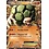 Pokemon Golem EX (046) Lightly Played