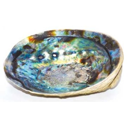 Abalone Shell