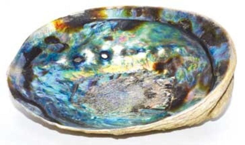 Abalone Shell