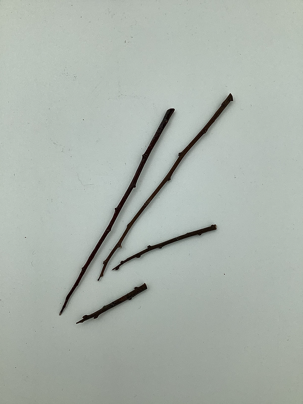 Blackthorn Thorns 10 Quantity