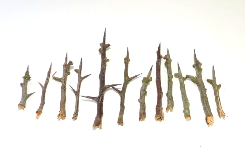 Hawthorn Thorns 10 Quantity