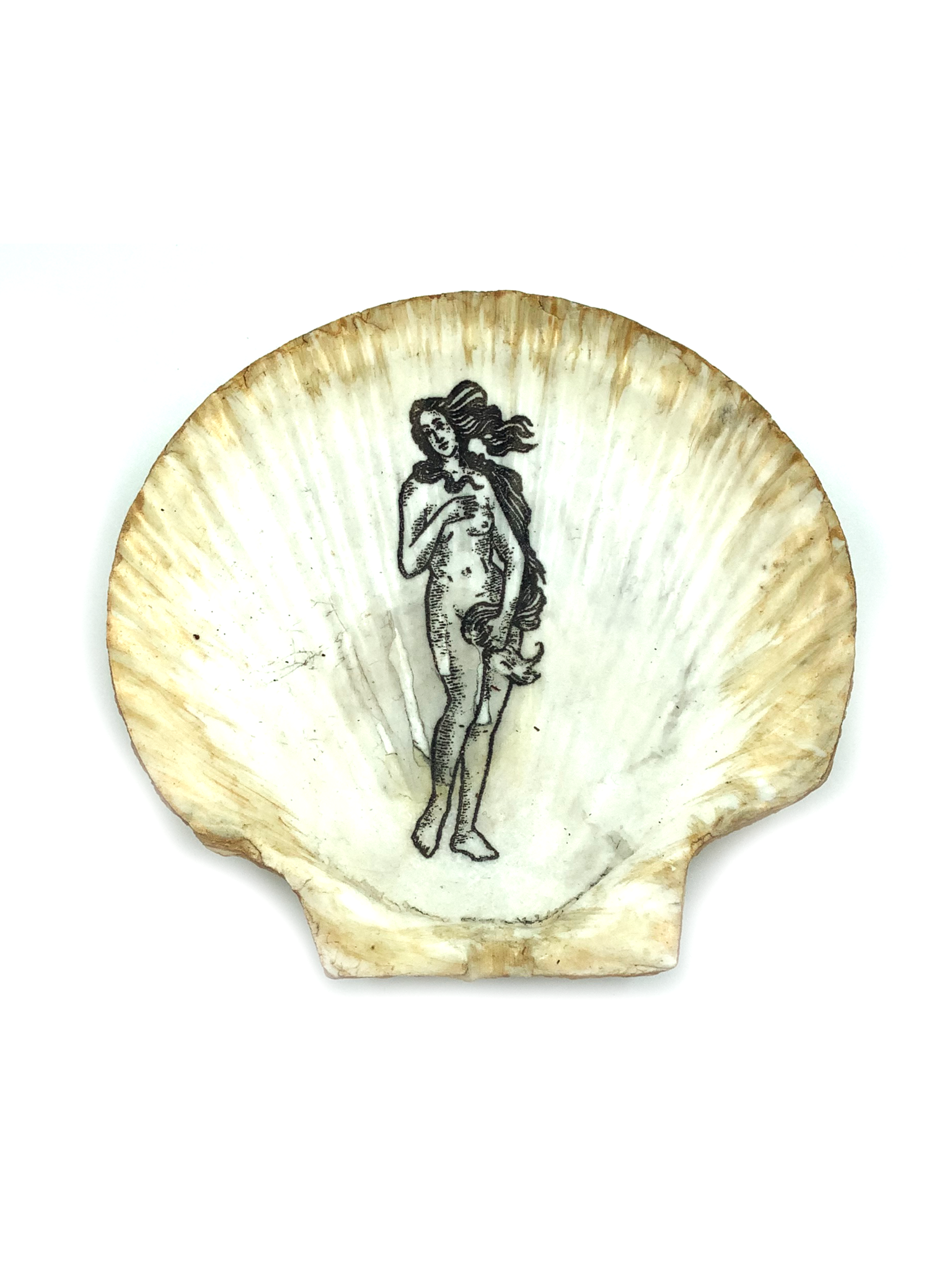 Large Aphrodite Shell with Stand and Pouch