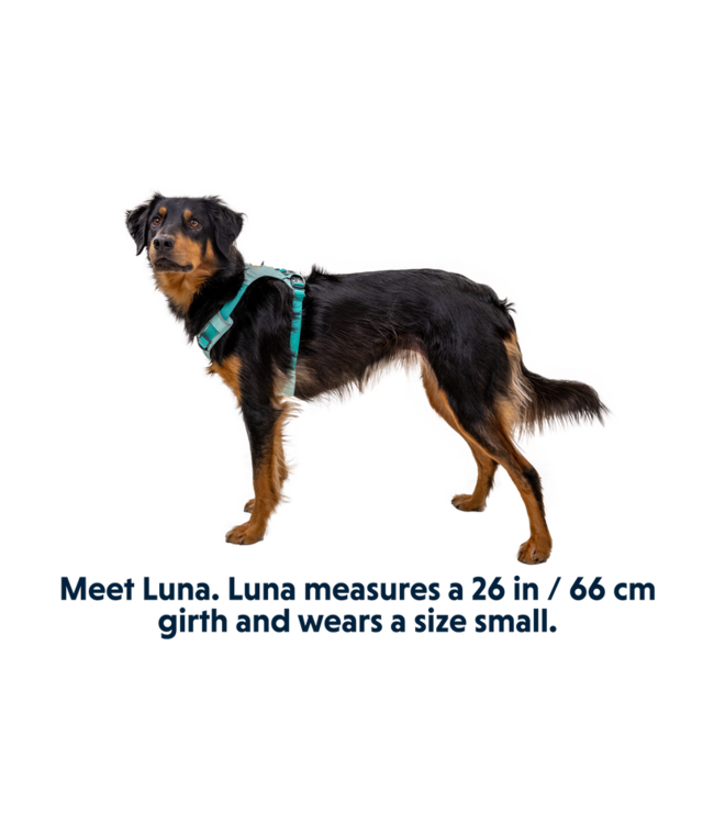 Hi & Light  Harness Sage Green Small