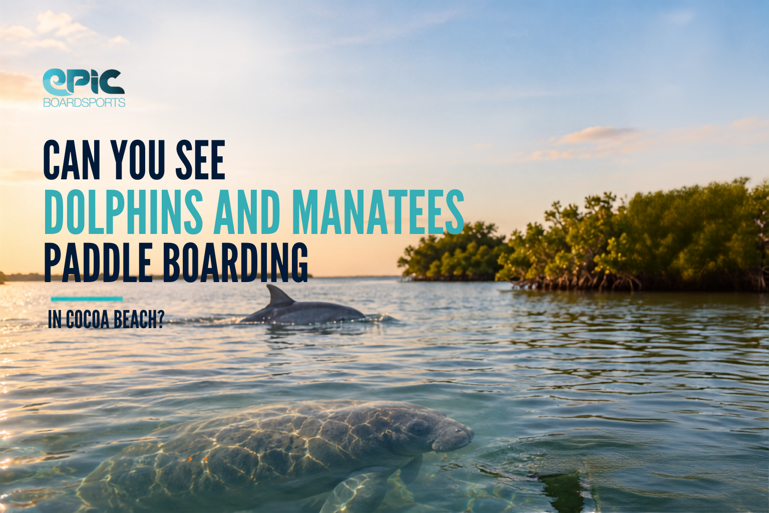 Can you see dolphins and manatees paddle boarding in Cocoa Beach?