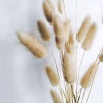 RNR Bunny Tail Approx 20stem
