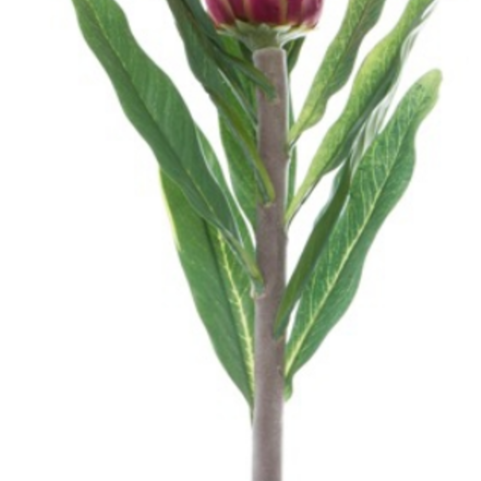 KOCH Protea Dark Pink Aust Native
