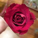 Single Long Stem Rose Flower