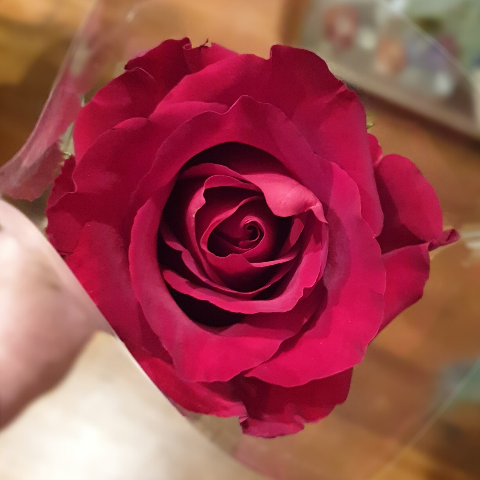 Single Long Stem Rose Flower