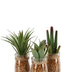 Succulent  Artificial in Jar 9cm (colour may Vary)