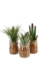 Succulent  Artificial in Jar 9cm (colour may Vary)