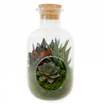RNR Terrarium Glass Bottle Cork lid 265/140mm (EMPTY)