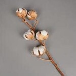 Cotton Blossom Stem