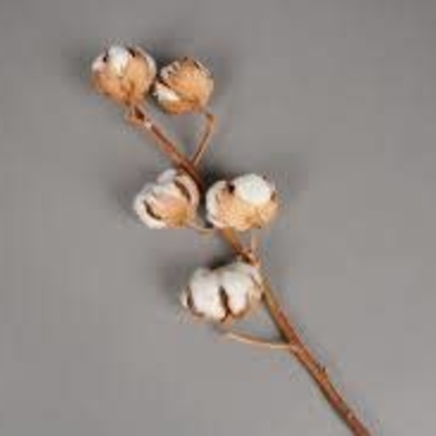 Cotton Blossom Stem