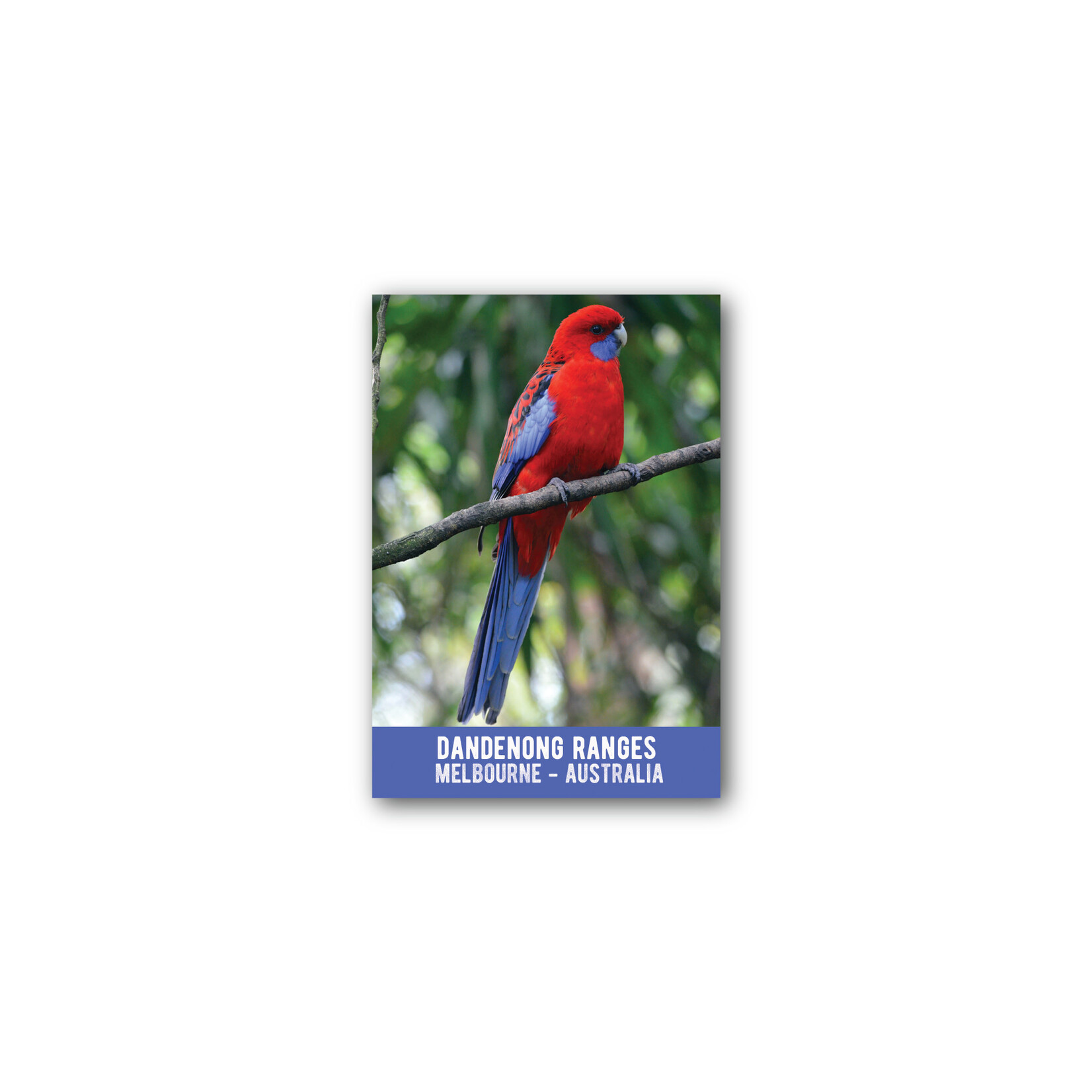 Magnet Rosella Dandenong Ranges