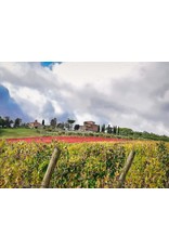 Sangiovese Villa Trasqua Chianti Classico 20