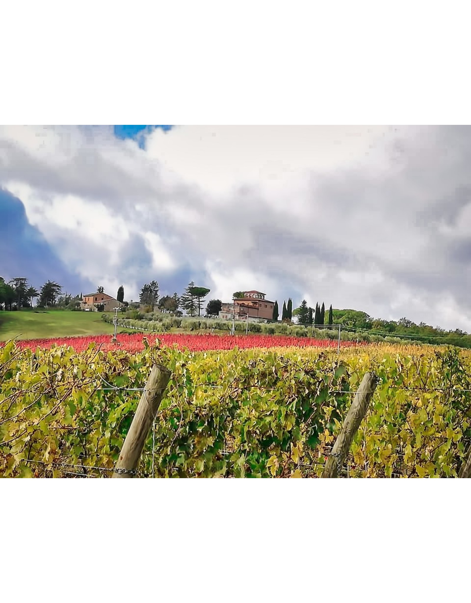Sangiovese Villa Trasqua Chianti Classico 20