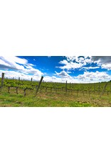 Sangiovese Villa Trasqua Chianti Classico 20