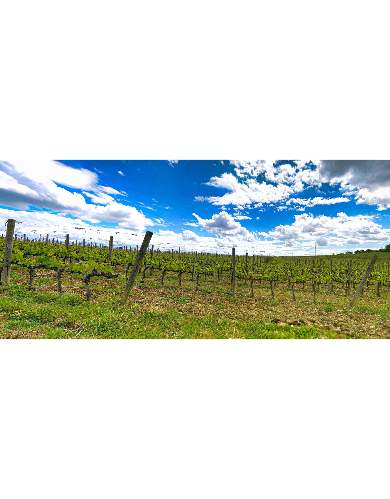 Sangiovese Villa Trasqua Chianti Classico 20