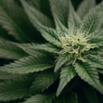 Cannabis Hemp Flower