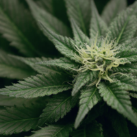 Cannabis Hemp Flower