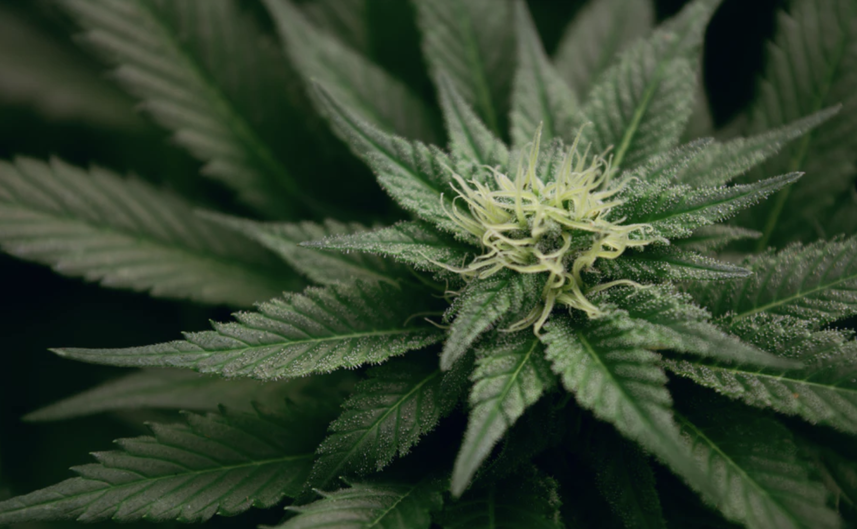 CBD & THC Infused Cannabis Flower