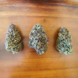 Cannabis Flower: 'Lazy OG' 7 grams (1/4 oz) (Indica)
