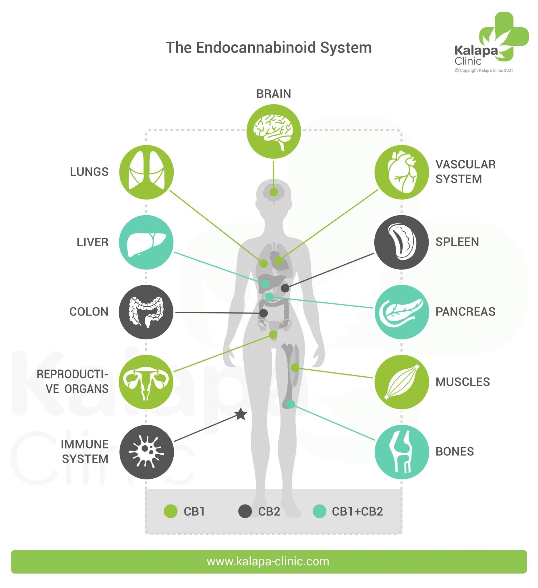 Understanding the Endocannabinoid System (ECS): Your Body’s Natural Balance Network
