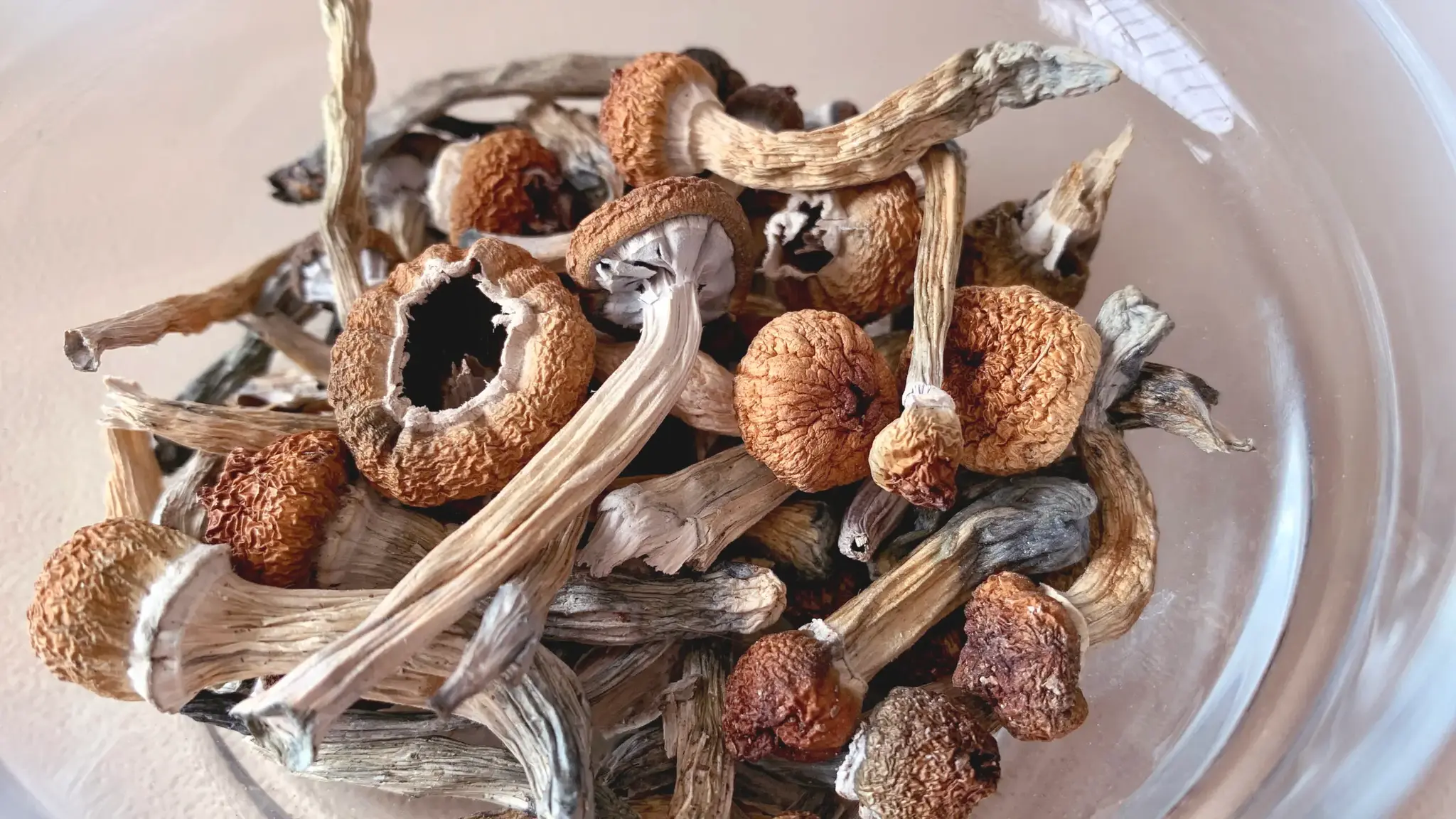 Magic Mushrooms – Non-Detect, Legal, and Potent by Nature