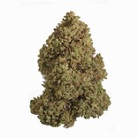 Cannabis CBD Flower: 'Sour Pineapple' 7 grams (1/4 oz) (Sativa)