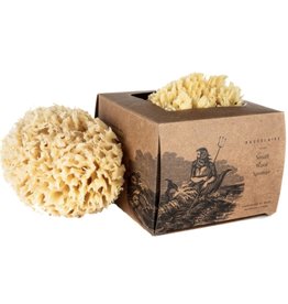Baudelaire Bath Sea Sponge Gift Box - Small 4.5"