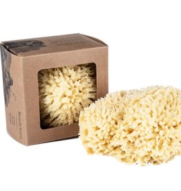 Baudelaire Bath Sea Sponge Gift Box - Large 5.5"