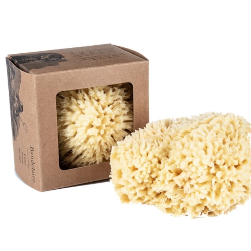 Baudelaire Bath Sea Sponge Gift Box - Large 5.5"