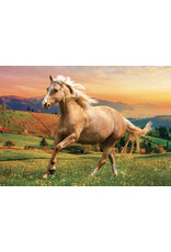 Trefl Galop sous le soleil de l'après-midi