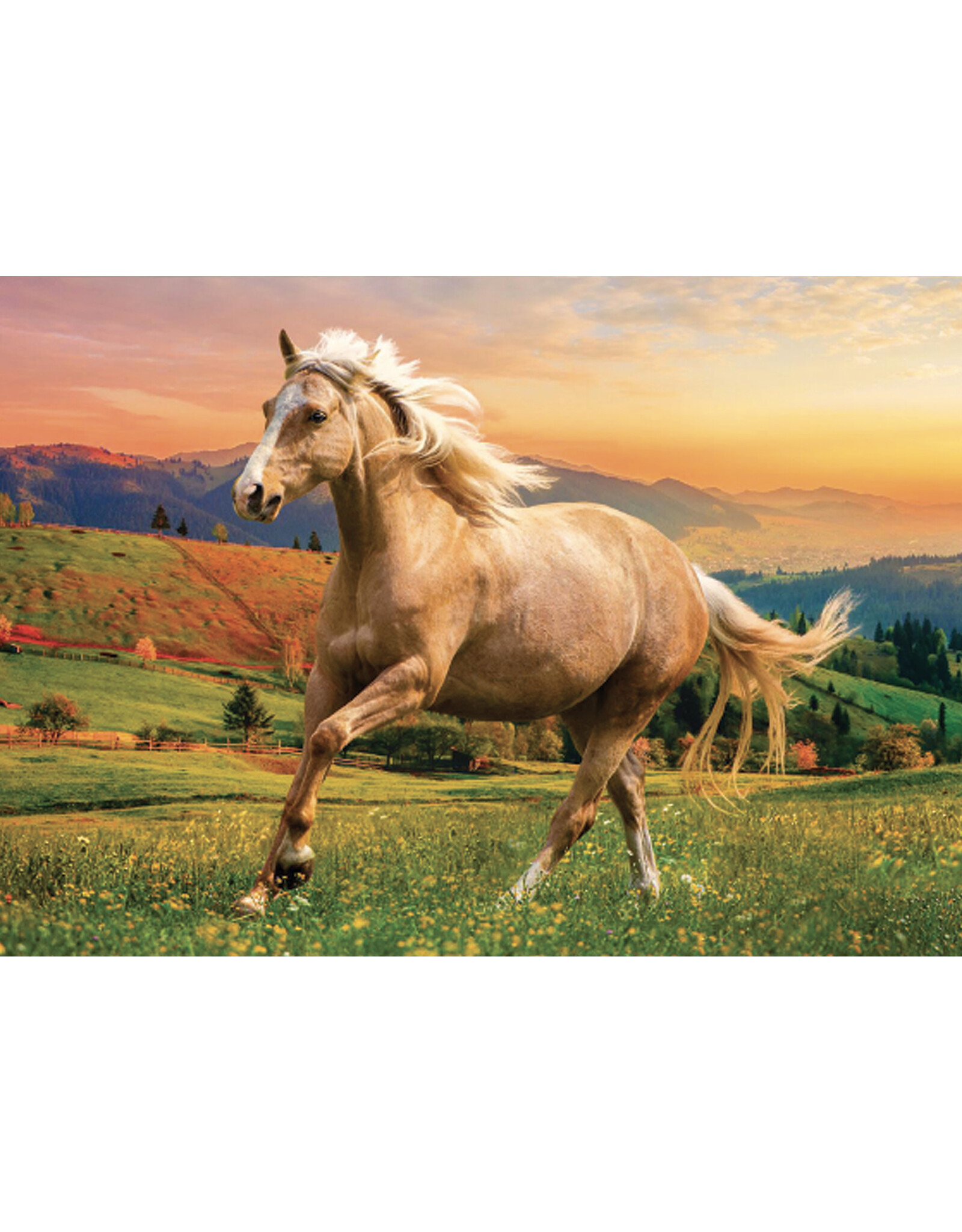 Trefl Galop sous le soleil de l'après-midi