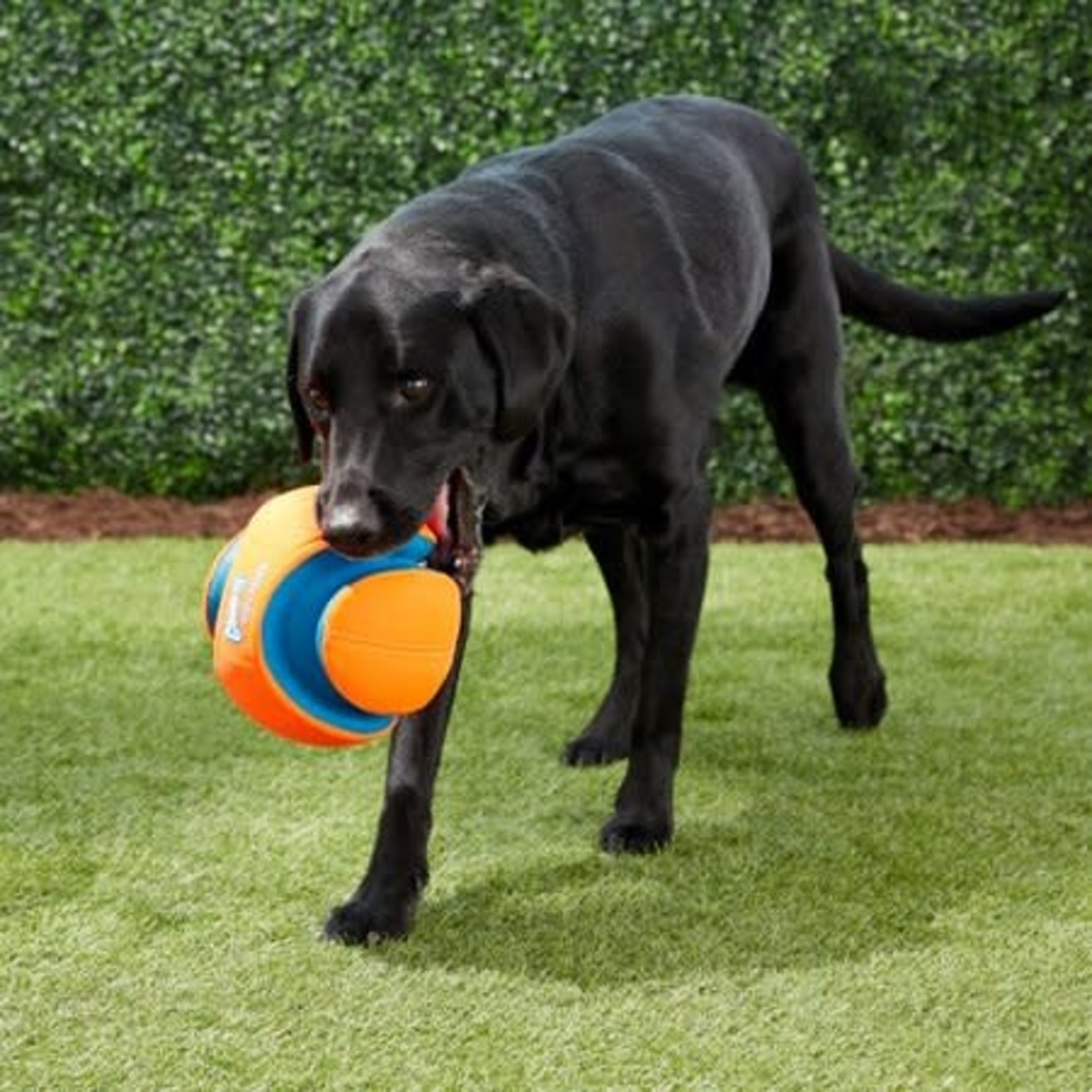 chuckit kick fetch ball