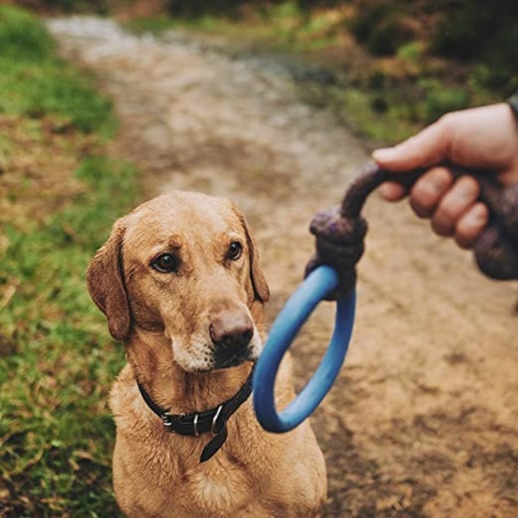 Hoop dog shop tie out