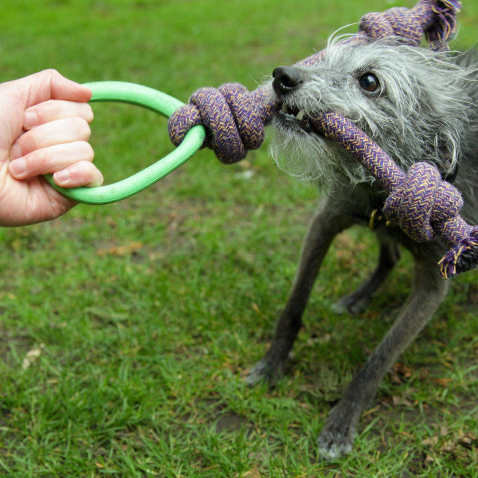 Beco Pets Beco Hoop on a Rope Dog Toy