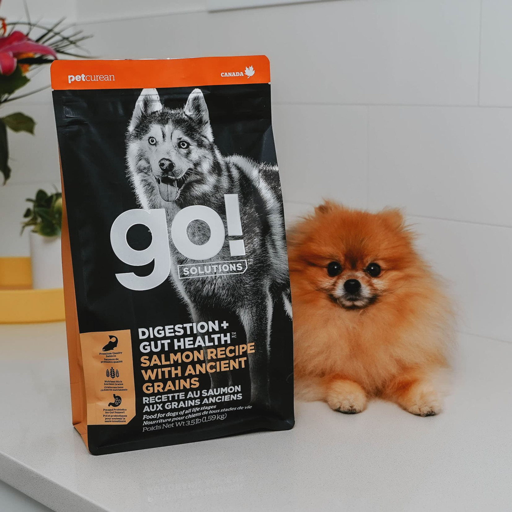 go! solutions Go! dog digestion and gut health Salmon & Ancient grains recipe