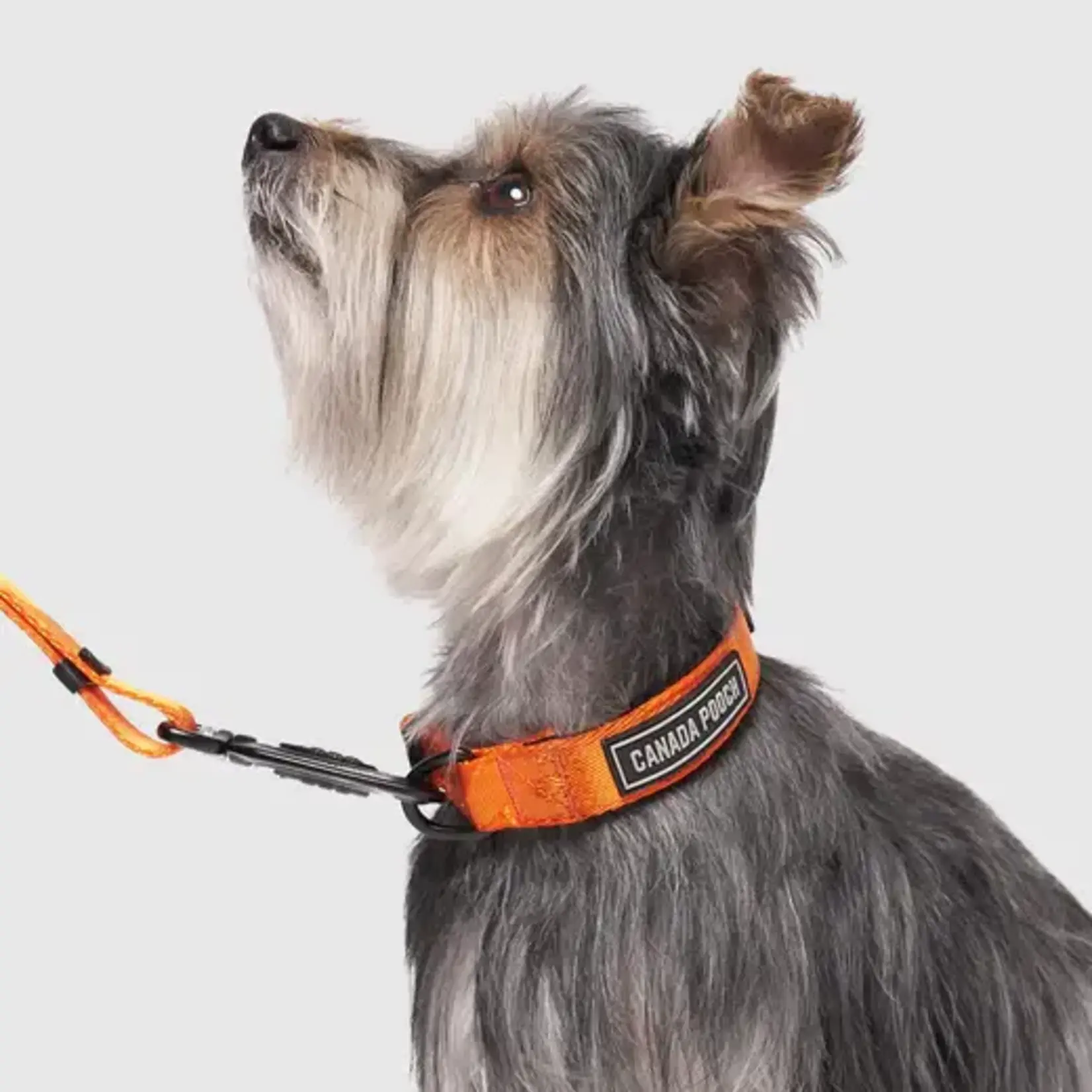 Canada Pooch Canada Pooch Core Utility Collar Orange Camo