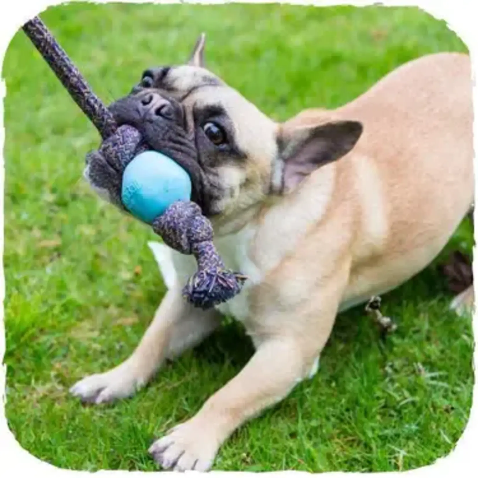 Beco Pets Beco Ball on a Rope Dog Toy