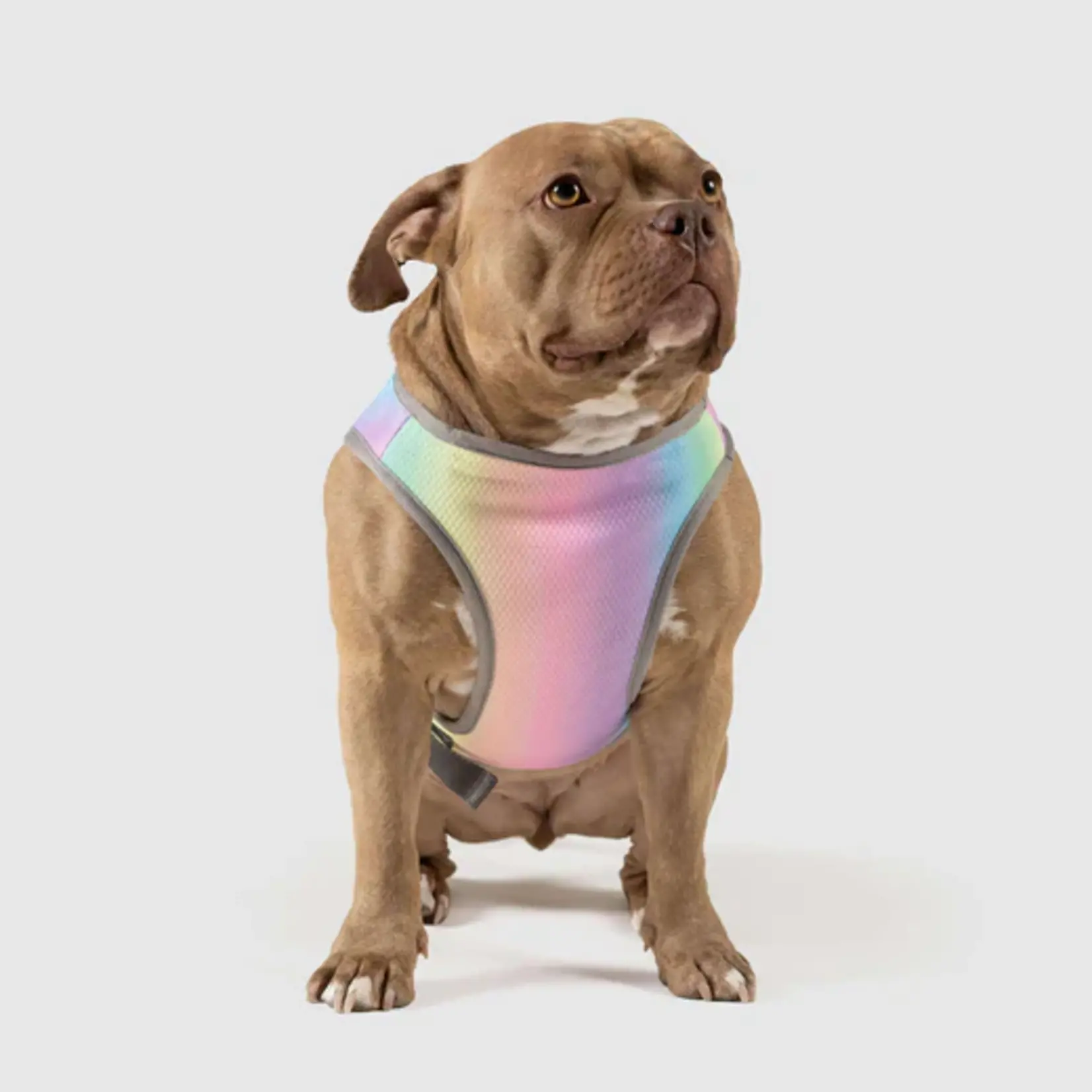 Canada Pooch Canada Pooch Cooling Vest Rainbow