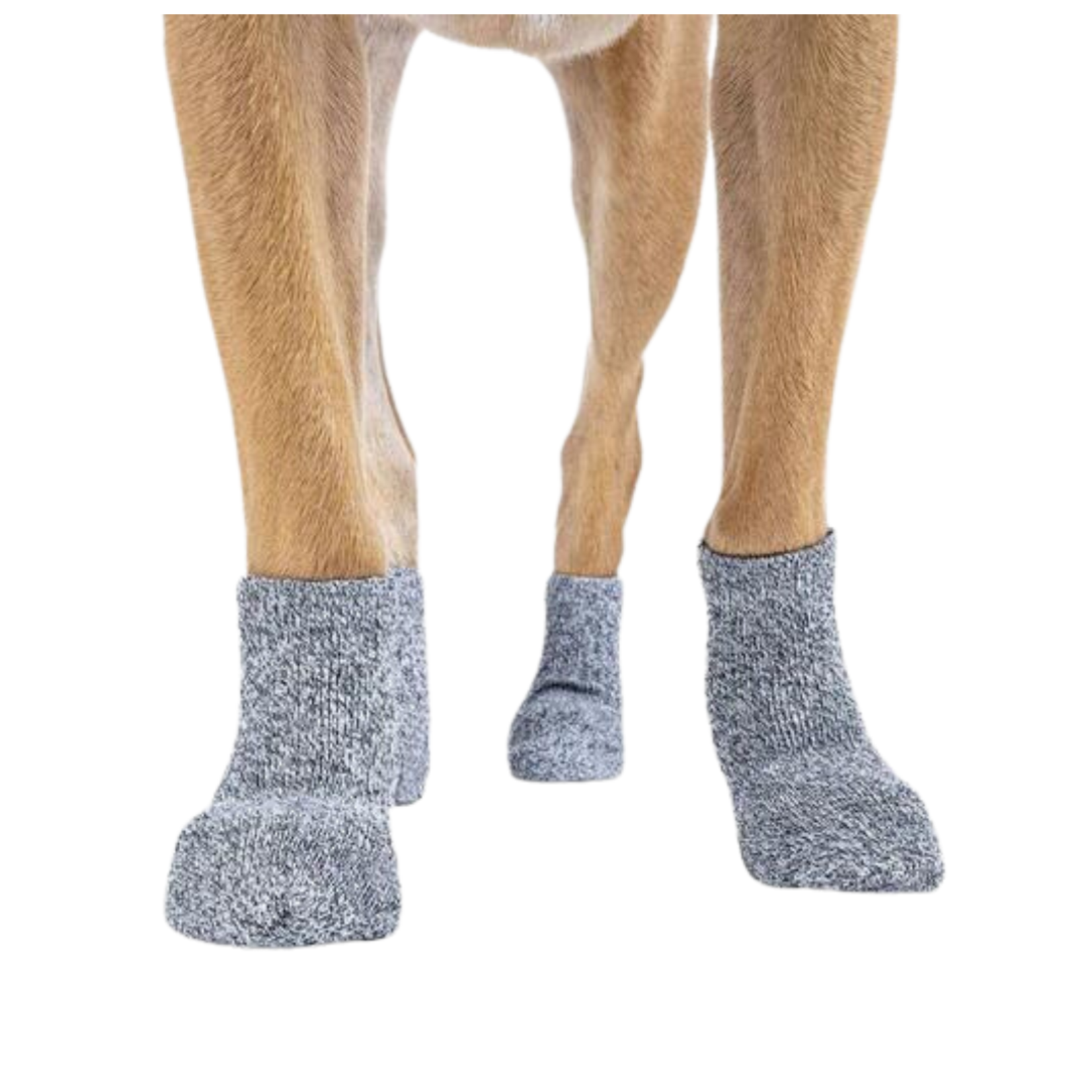 Canada Pooch Canada Pooch Basic Sock Grey