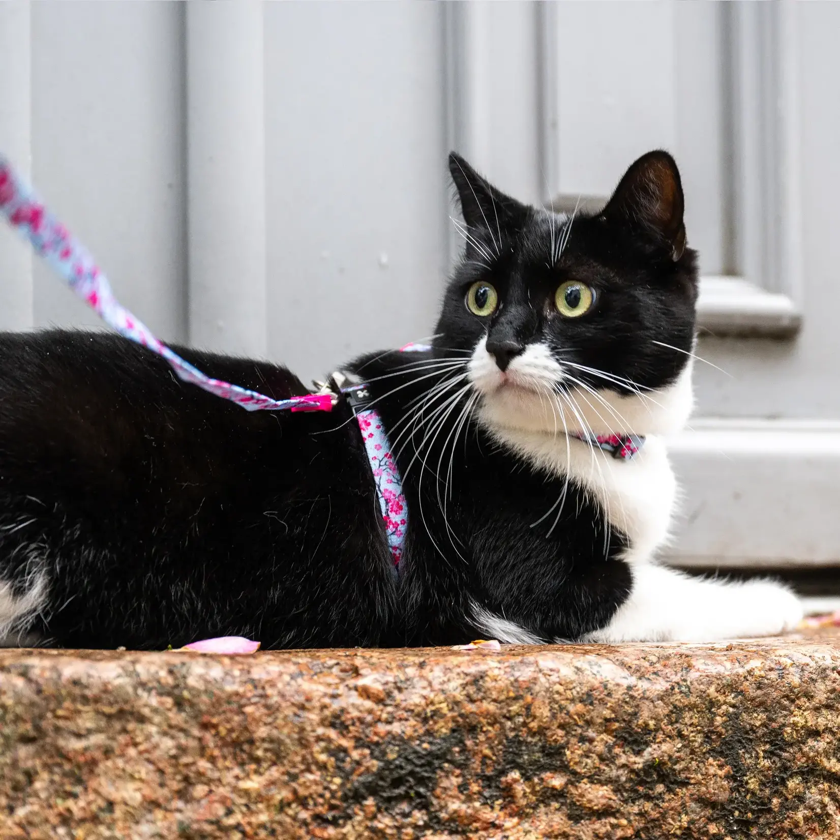 Max & Molly Max & Molly Cat Harness & Leash Cherry Bloom