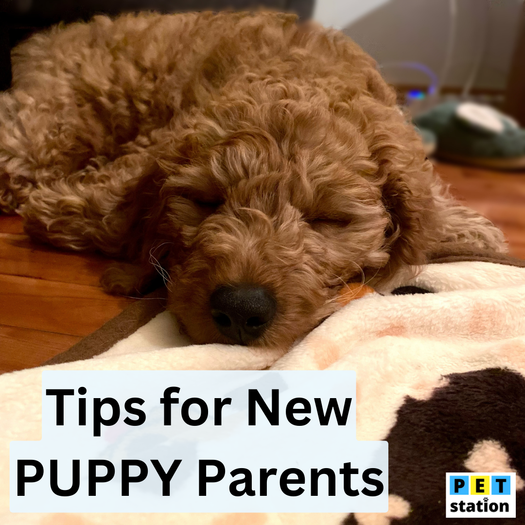 Our Tips for New Puppy Owners