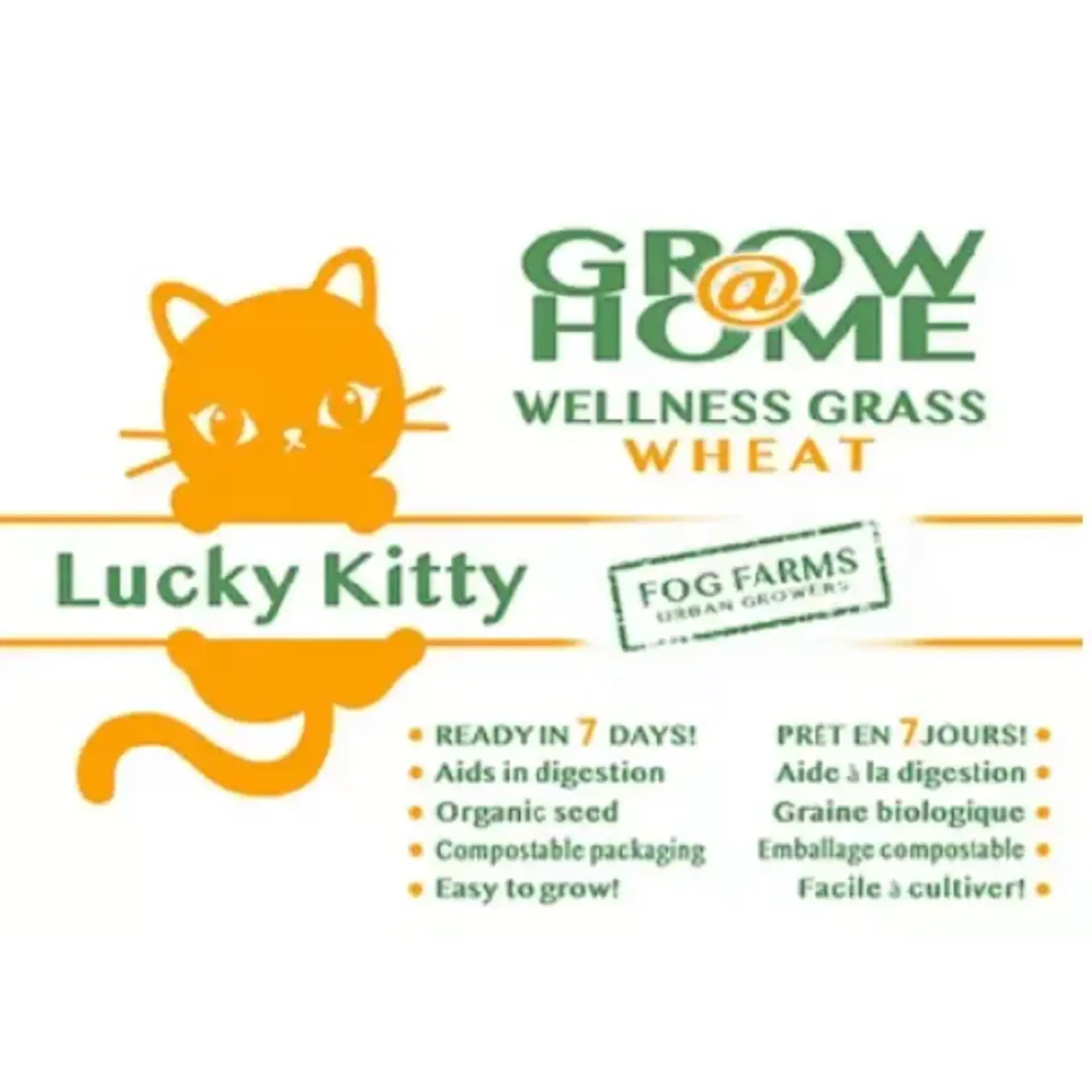 lucky kitty Lucky Kitty Cat Oat Grass Home Kit