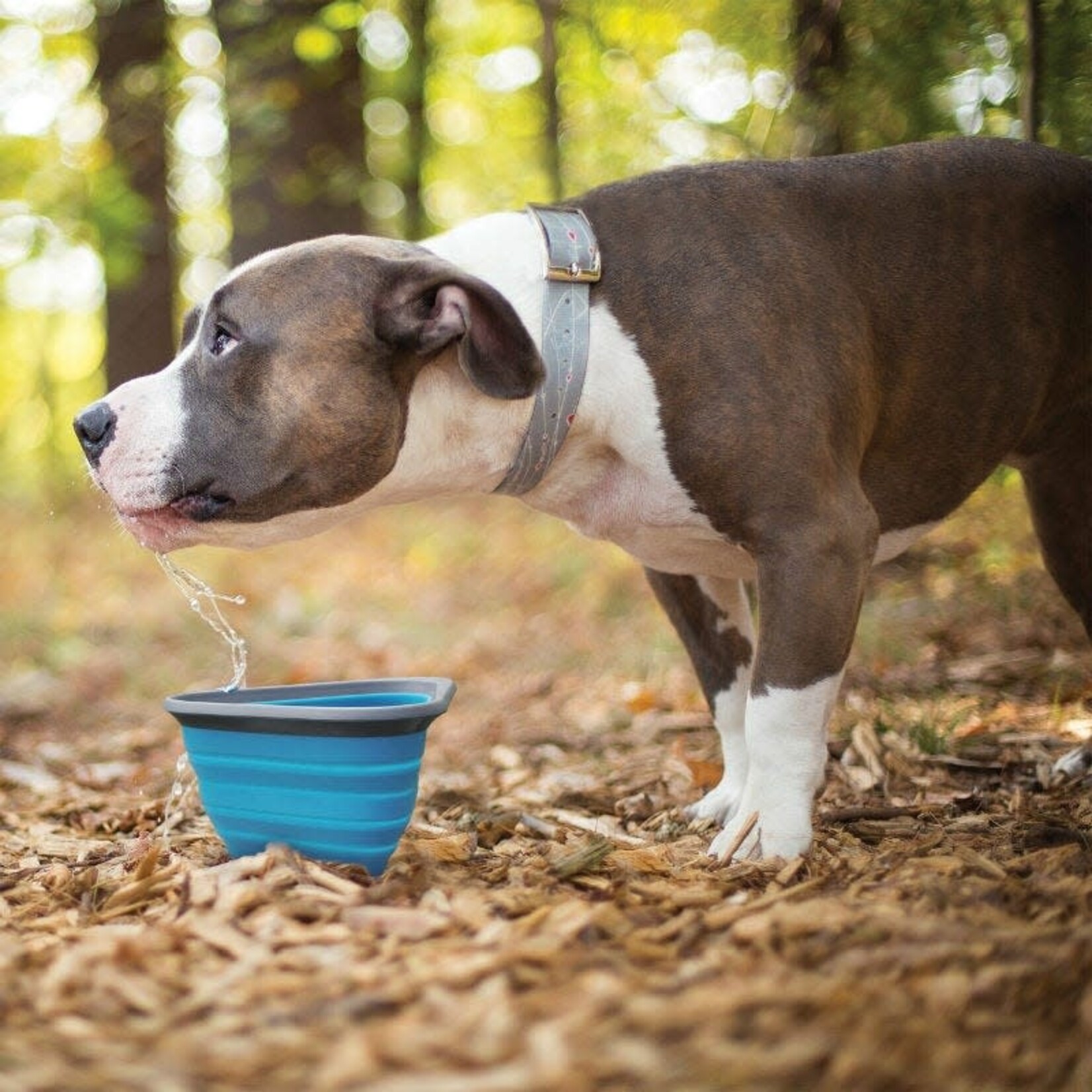 Kurgo Collapsible Mini Bowl